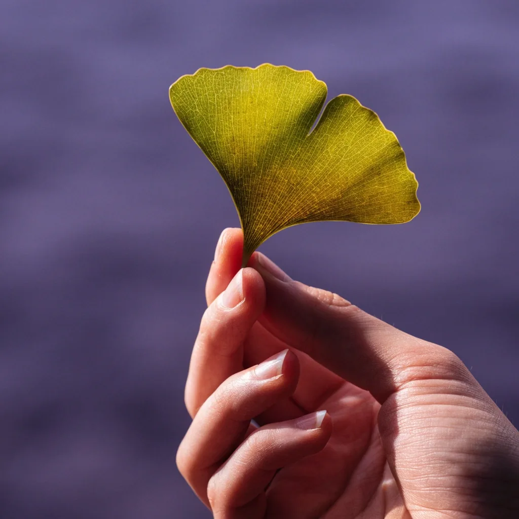 Frisches Ginkgo-Blatt als kleines Oval